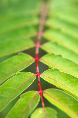 Ailanthus altissima yaprakları, yaz soyut arkaplanı. 