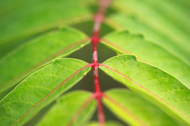 Ailanthus altissima yaprakları, yaz soyut arkaplanı. 