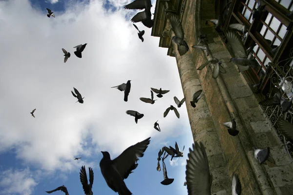 Aziziye Mesquita Pombos Voadores — Fotografia de Stock