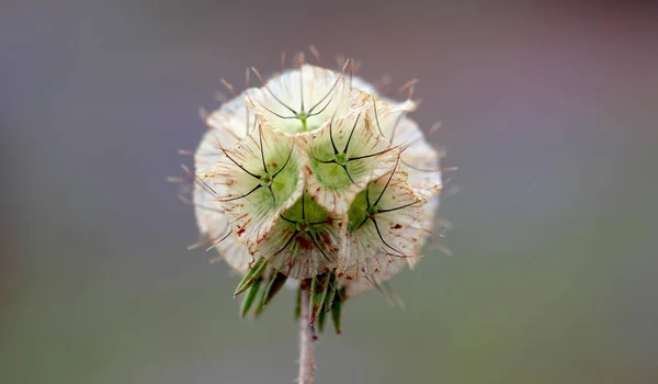 Scabiosa Prolifera Çiçek Doku Arkaplanı — Stok fotoğraf