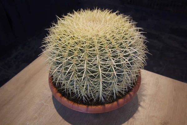 Zamatos Növény Asztalon Kaktusz Háttér — Stock Fotó