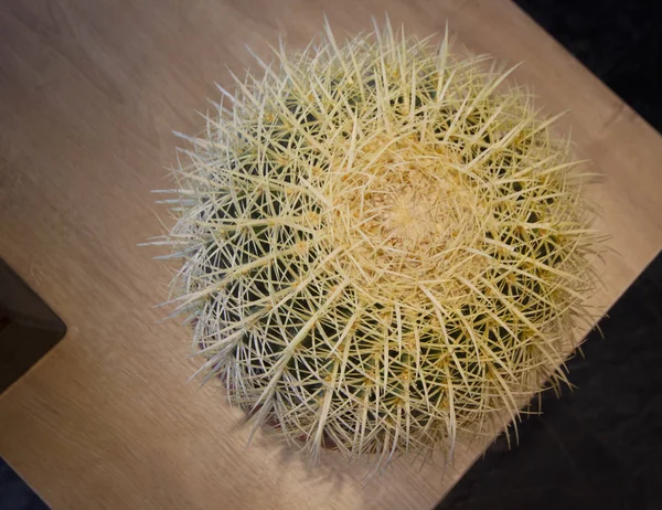 Saftig Växt Bordet Kaktus Bakgrund — Stockfoto
