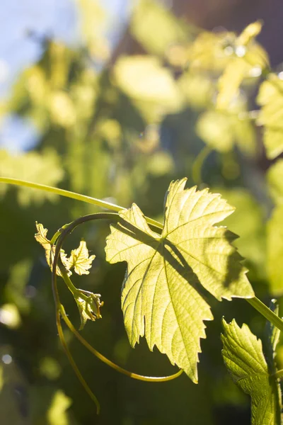 green vine leaves in sunlight