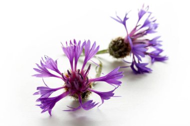 Siyanoz segetum - Cornflower. Çiçek arkaplanı.