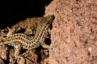 Doğada sevimli bir kertenkele. Yakın plan.