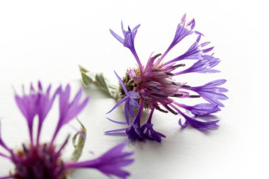 Siyanoz segetum - Cornflower. Çiçek arkaplanı.