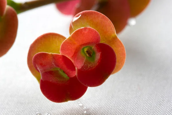 Närbild Röda Kristus Thorn Flower Eller Krona Törnen Växt — Stockfoto