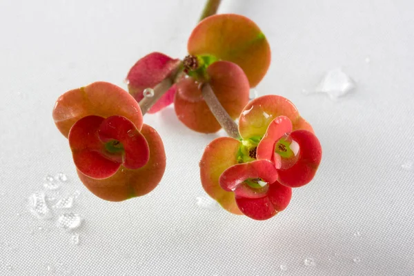 Close Red Christ Thorn Flower Coroa Espinhos Planta — Fotografia de Stock