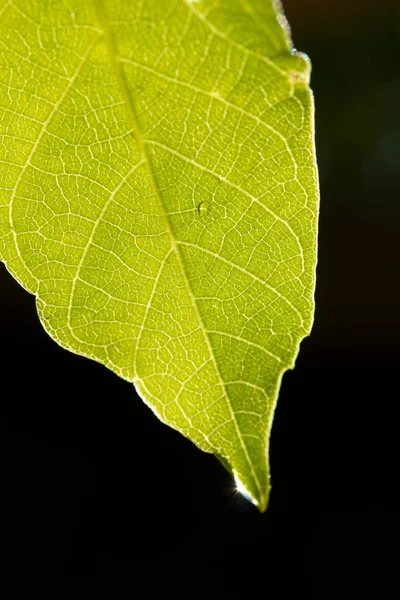 Gota Água Folha Verde — Fotografia de Stock