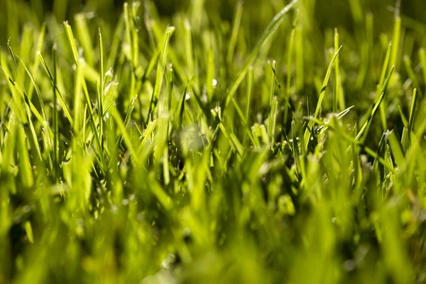 Natural Verde Grama Textura Fundo — Fotografia de Stock