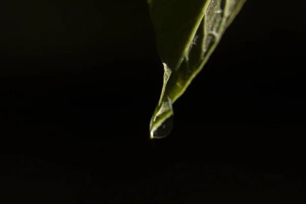Water Drop Green Leaf — Stock Photo, Image