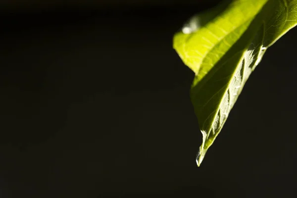 Vatten Droppe Gröna Löv — Stockfoto