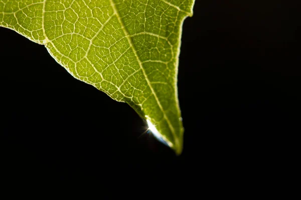 Waterdruppel Groen Blad — Stockfoto