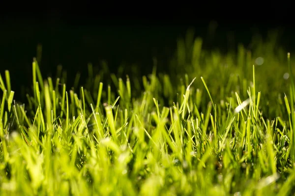 Natural Green Grass Texture Background — Stock Photo, Image