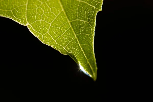 Gota Água Folha Verde — Fotografia de Stock