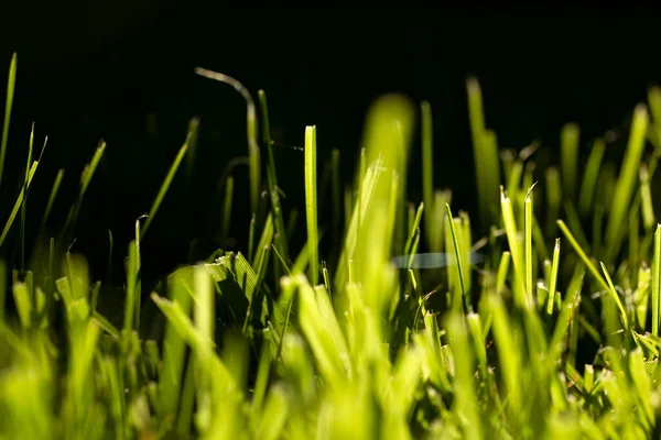 Natural Verde Grama Textura Fundo — Fotografia de Stock