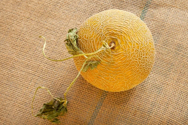 Γλυκό Κίτρινο Πεπόνι Λινάτσα — Φωτογραφία Αρχείου