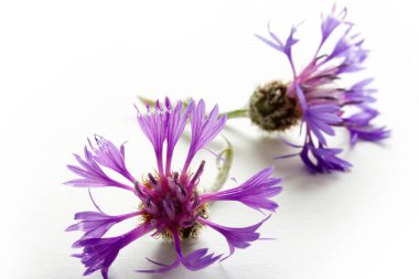 Siyanoz segetum - Cornflower. Çiçek arkaplanı.