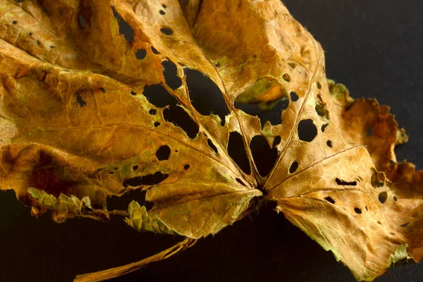 Dry Leaf Black Background — Stock Photo, Image