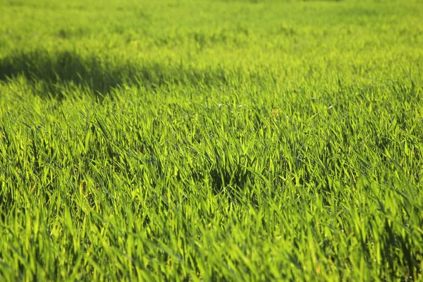 Young Wheat Seedlings Growing Field — Stock Photo, Image