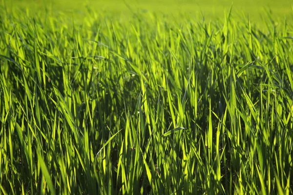 Young Wheat Seedlings Growing Field — Stock Photo, Image