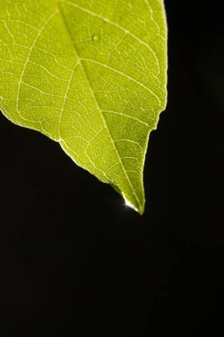 Yeşil yaprağa su damlası