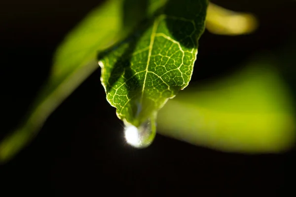 Wassertropfen Auf Grünem Blatt — Stockfoto