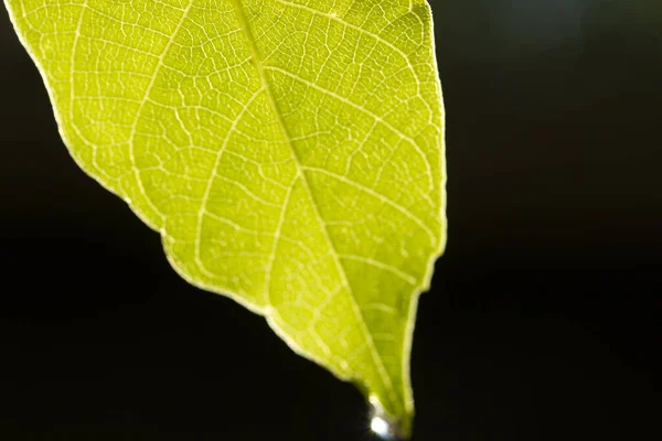 Gota Água Folha Verde — Fotografia de Stock