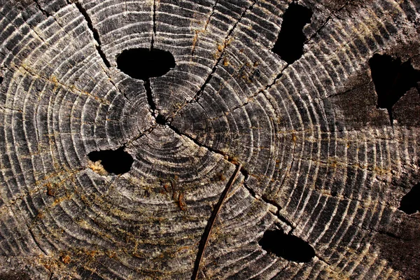 Baumring Abstrakt Hintergrund Strukturiert — Stockfoto