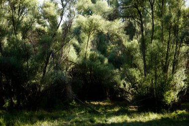 Söğüt ağacı. Doğa arkaplan dokusu.