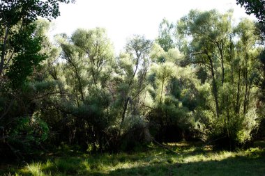 Söğüt ağacı. Doğa arkaplan dokusu.