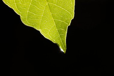 Yeşil yaprağa su damlası