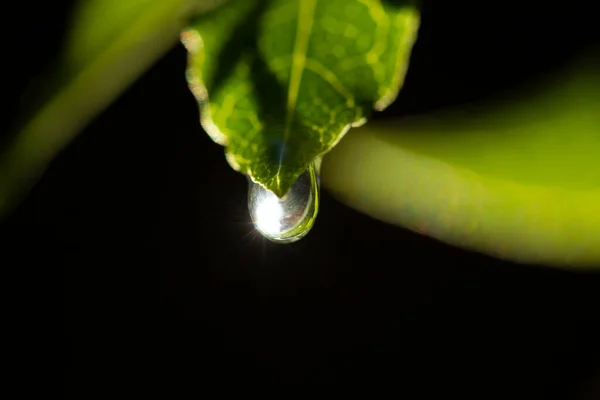 Wassertropfen Auf Grünem Blatt — Stockfoto