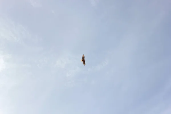 Oiseaux Proie Faucon Dans Ciel — Photo