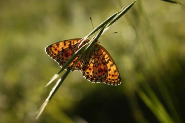 İnci kenarlı fritiller (Boloria selene). Bitkinin üzerindeki kelebek.