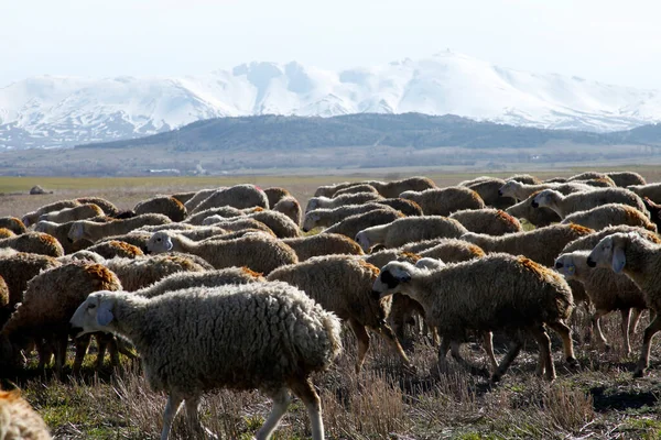 Montanha Hasan Uma Manada Ovelhas Aksaray Turquia — Fotografia de Stock