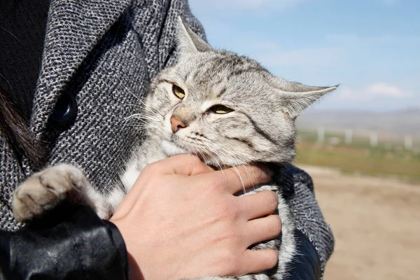 Mujer Gato Mejor Los Amigos —  Fotos de Stock