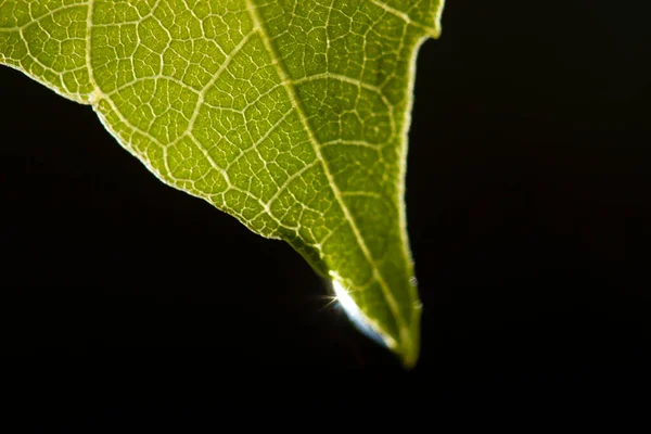 Gota Água Folha Verde — Fotografia de Stock