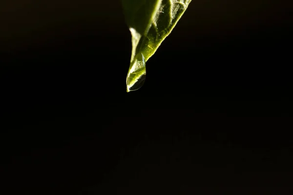 Water Drop Green Leaf — Stock Photo, Image