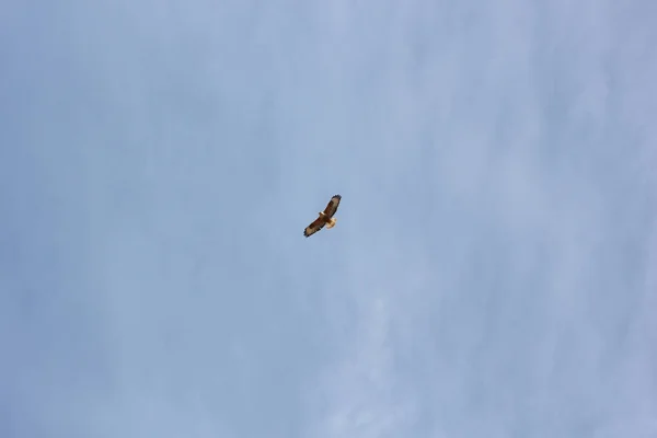 Yırtıcı Kuşlar Gökyüzünde Şahin — Stok fotoğraf