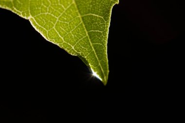 Yeşil yaprağa su damlası