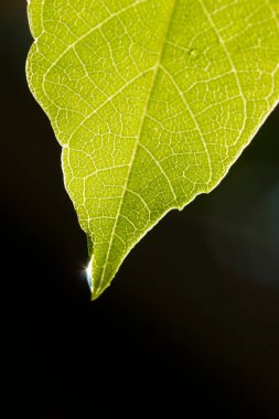 Yeşil yaprağa su damlası