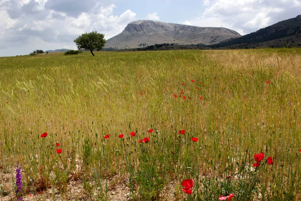 Rode Papaver Tarweveld — Stockfoto