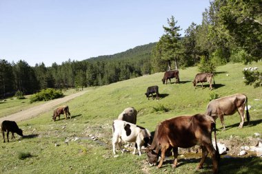 İnekler yeşil alanda.