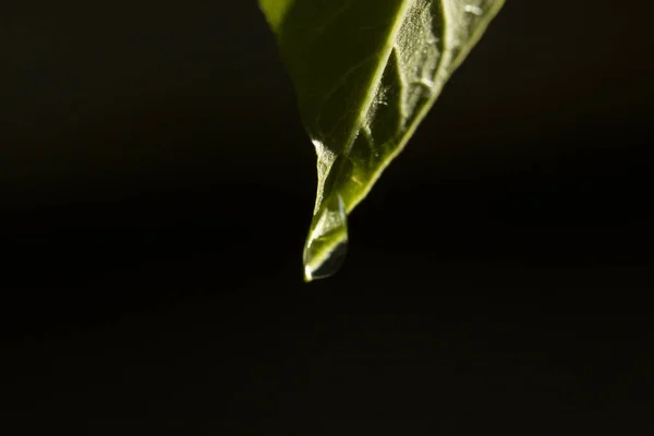 Water Drop Green Leaf — Stock Photo, Image