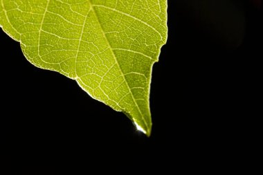 Yeşil yaprağa su damlası