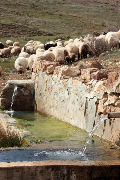 Koyun Sürüsü Çeşme Temiz Dağ Suyu — Stok fotoğraf