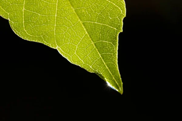 Vatten Droppe Gröna Löv — Stockfoto