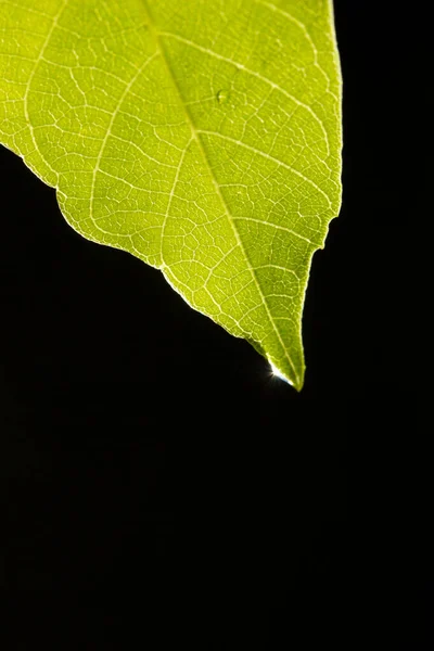 Gota Água Folha Verde — Fotografia de Stock