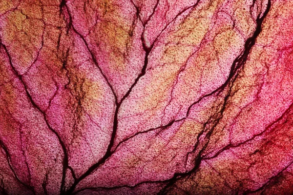 Dry Leaf Texture Abstract Background — Stock Photo, Image
